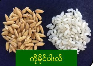 စိုက်ပျိုးရေးသုတေသနဦးစီးဌာန မှ စျေးကွက်ဝင်အရည်အသွေးကောင်း စပါးမျိုးသစ် YKQR-01 (ဝိုင်ကေကြူအာ-၀၁) ထုတ်လုပ်